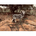 Wildcrete Billy Goat / Feral Goat